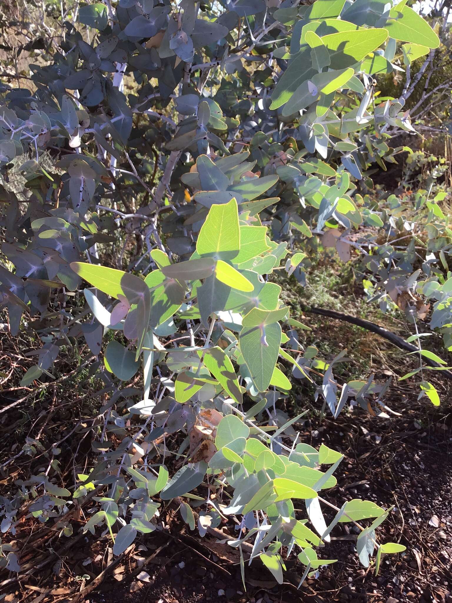 Image of Eucalyptus gamophylla F. Müll.