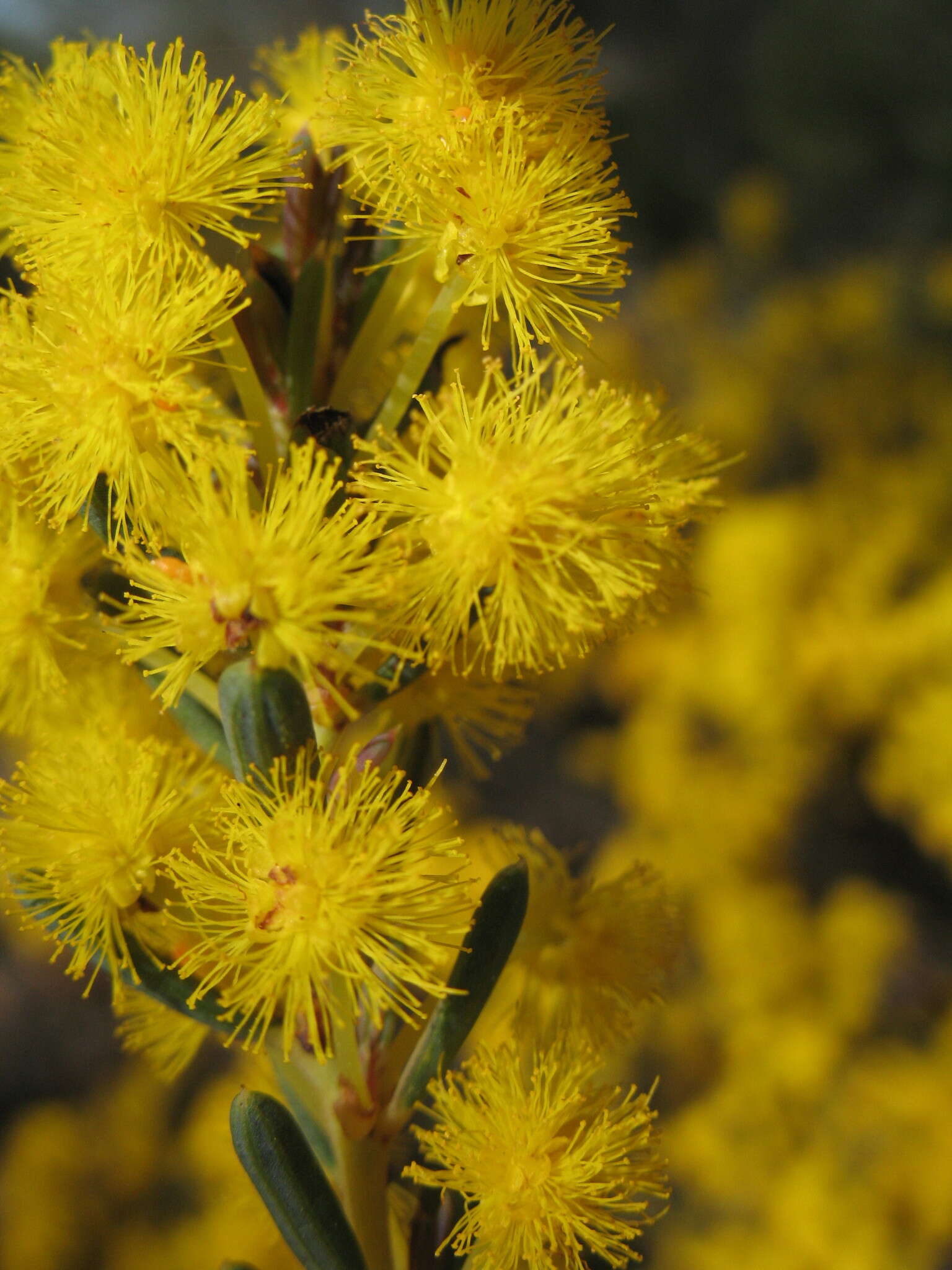 Image of Acacia sulcata var. platyphylla Maiden & Blakely