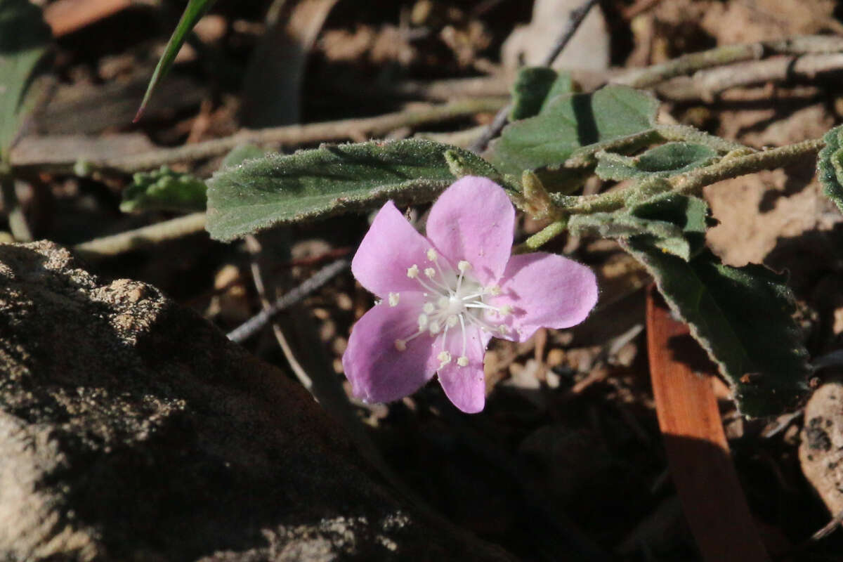 Image of Hill hibiscus