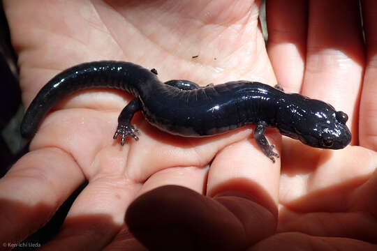 Image of Black Salamander