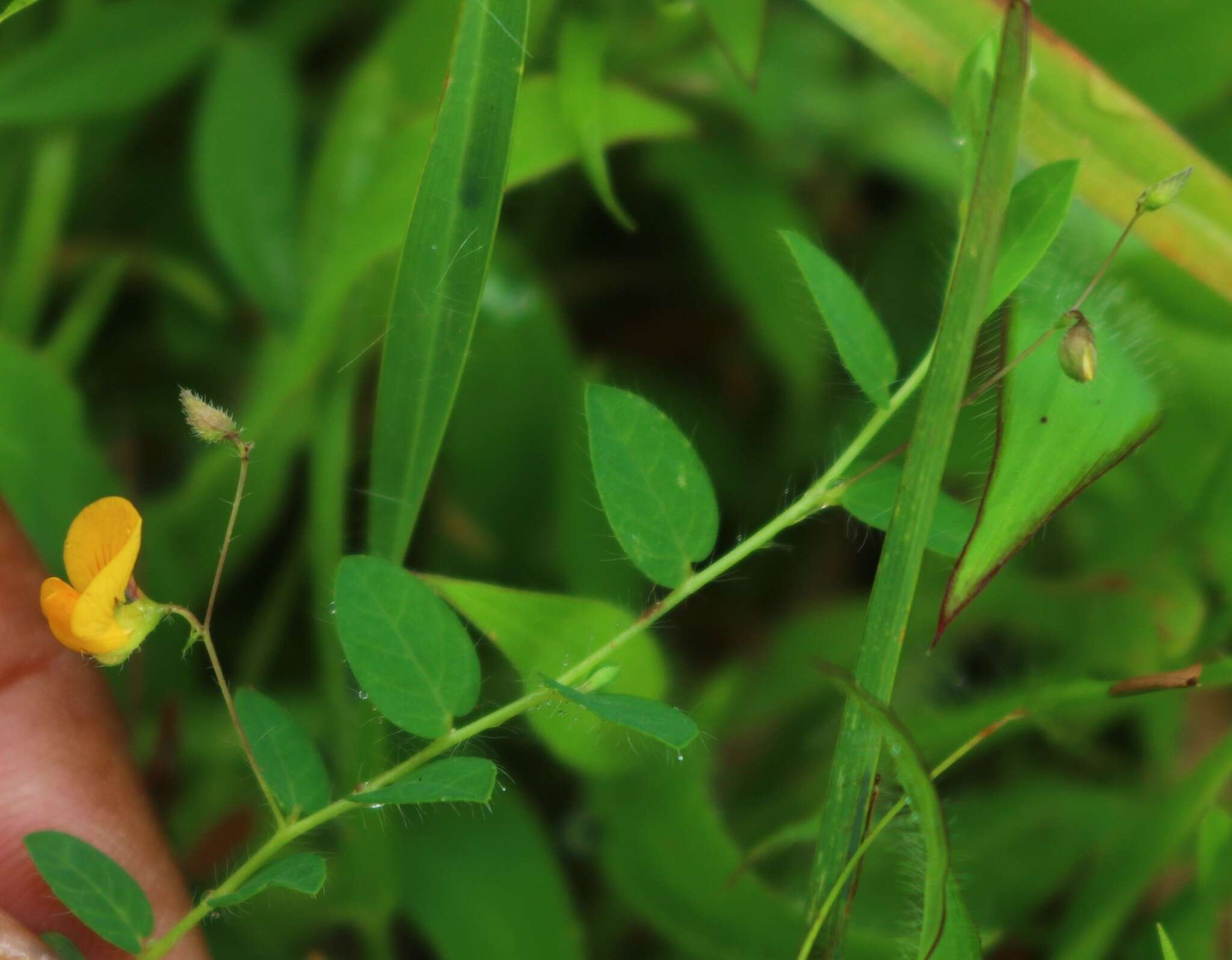 Image of Crotalaria filipes Benth.