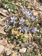 Image of desert woollystar