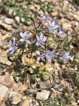 Imagem de Eriastrum eremicum subsp. eremicum