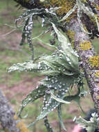 Image of cartilage lichen