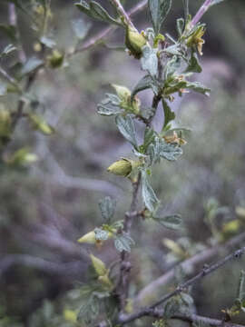 Plancia ëd Purshia tridentata (Pursh) DC.