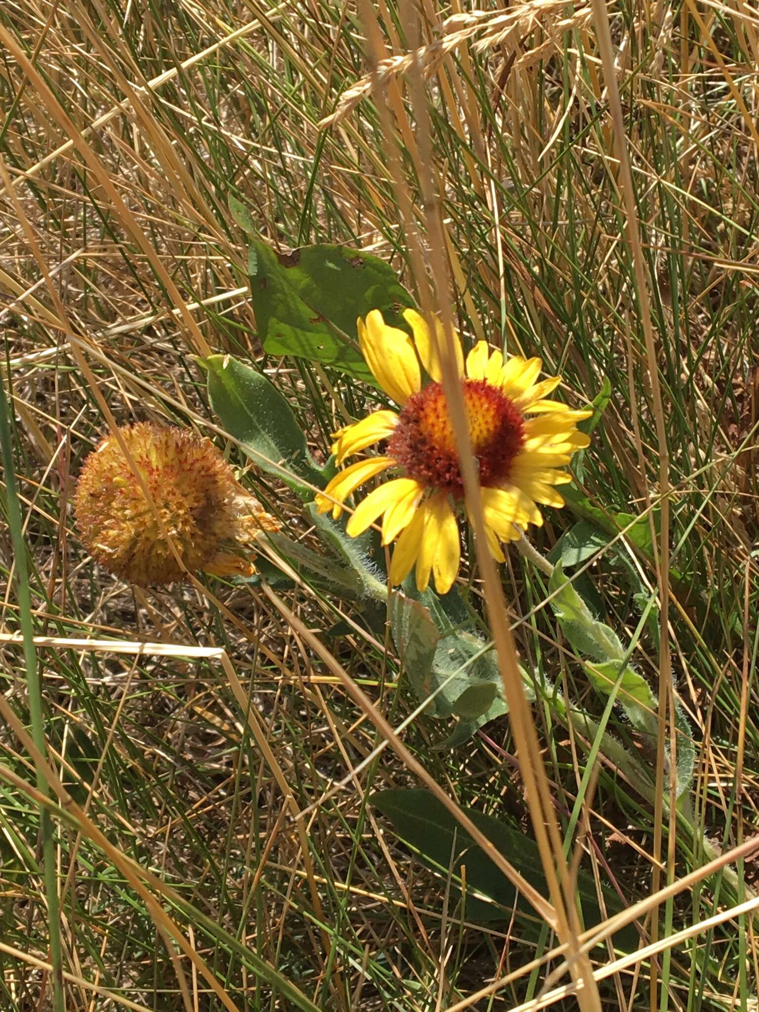 Image of Common perennial gaillardia