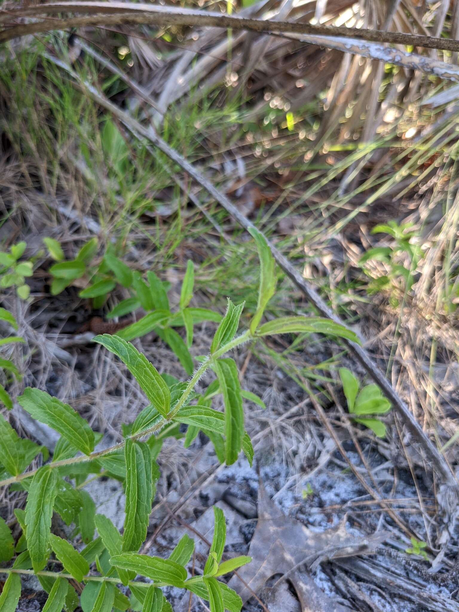 Eupatorium petaloideum Britt. resmi