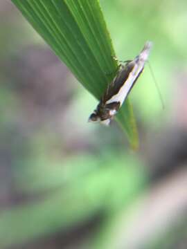 Image of Glyphipterix oxymachaera