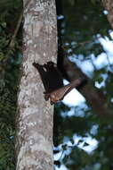 Image of Philippine Flying Lemurs