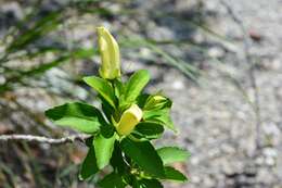 Image of Eremogeton grandiflorus (A. Gray) Standley & L. O. Williams