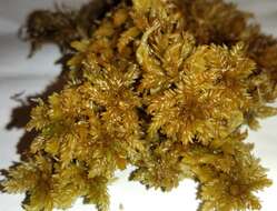 Imagem de Sphagnum papillosum Lindberg 1872