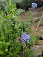 Image of wavyleaf ceanothus