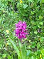 Image of Dactylorhiza hatagirea (D. Don) Soó