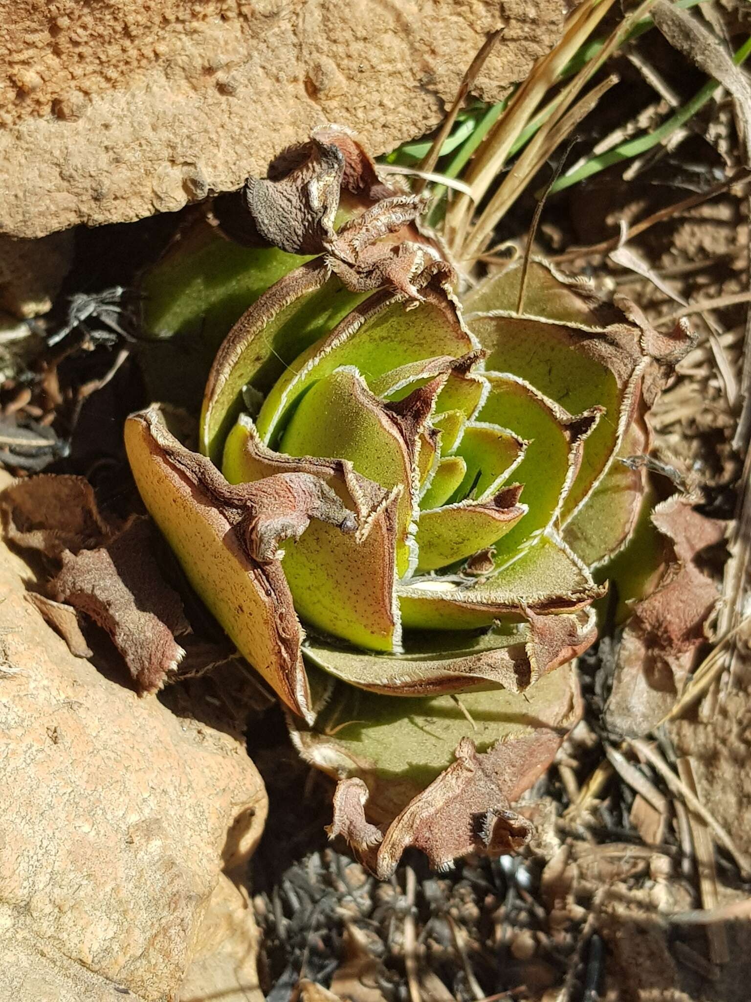 Image of Crassula capitella subsp. nodulosa (Schönl.) Tölken