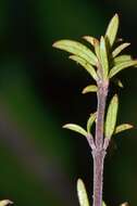 Image of Coprosma microcarpa Hook. fil.