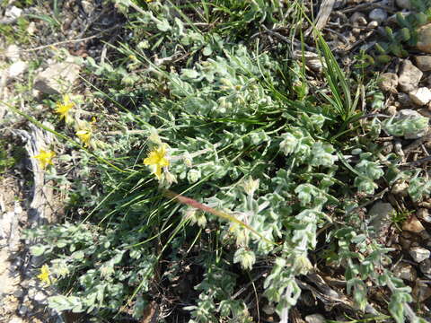 Image of Hypericum tomentosum L.