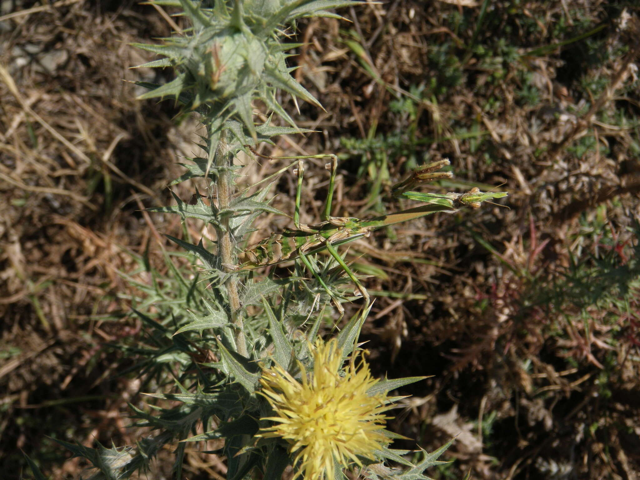 Image of Empusa pennicornis Pallas 1773