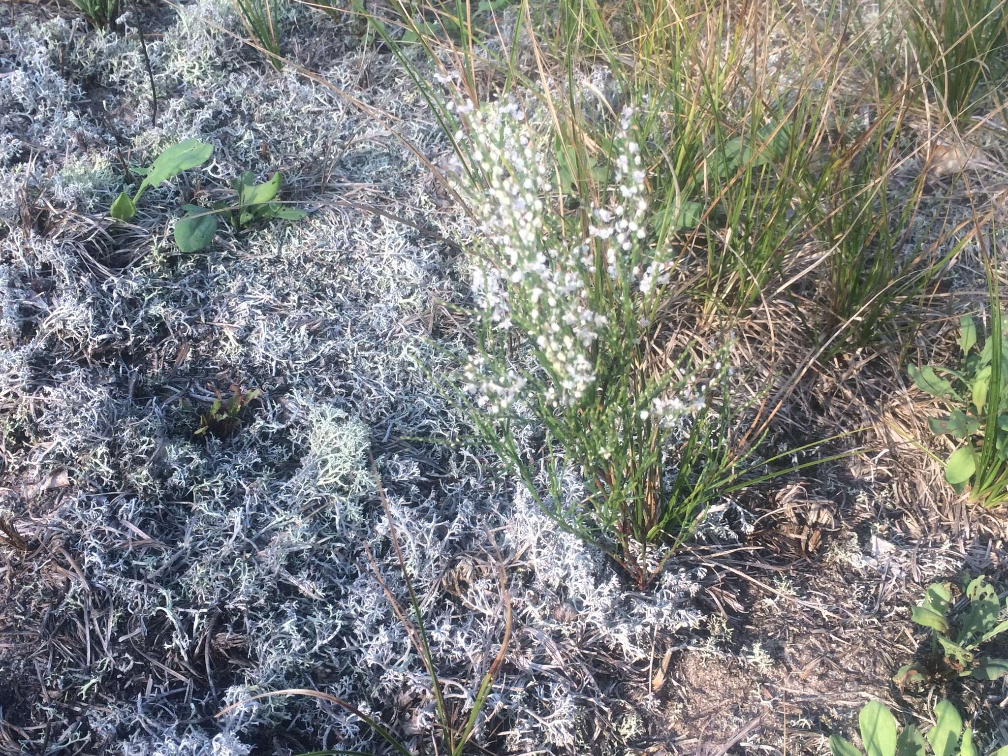 Image of coastal jointweed