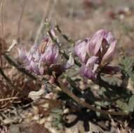 Image of cone-like milkvetch