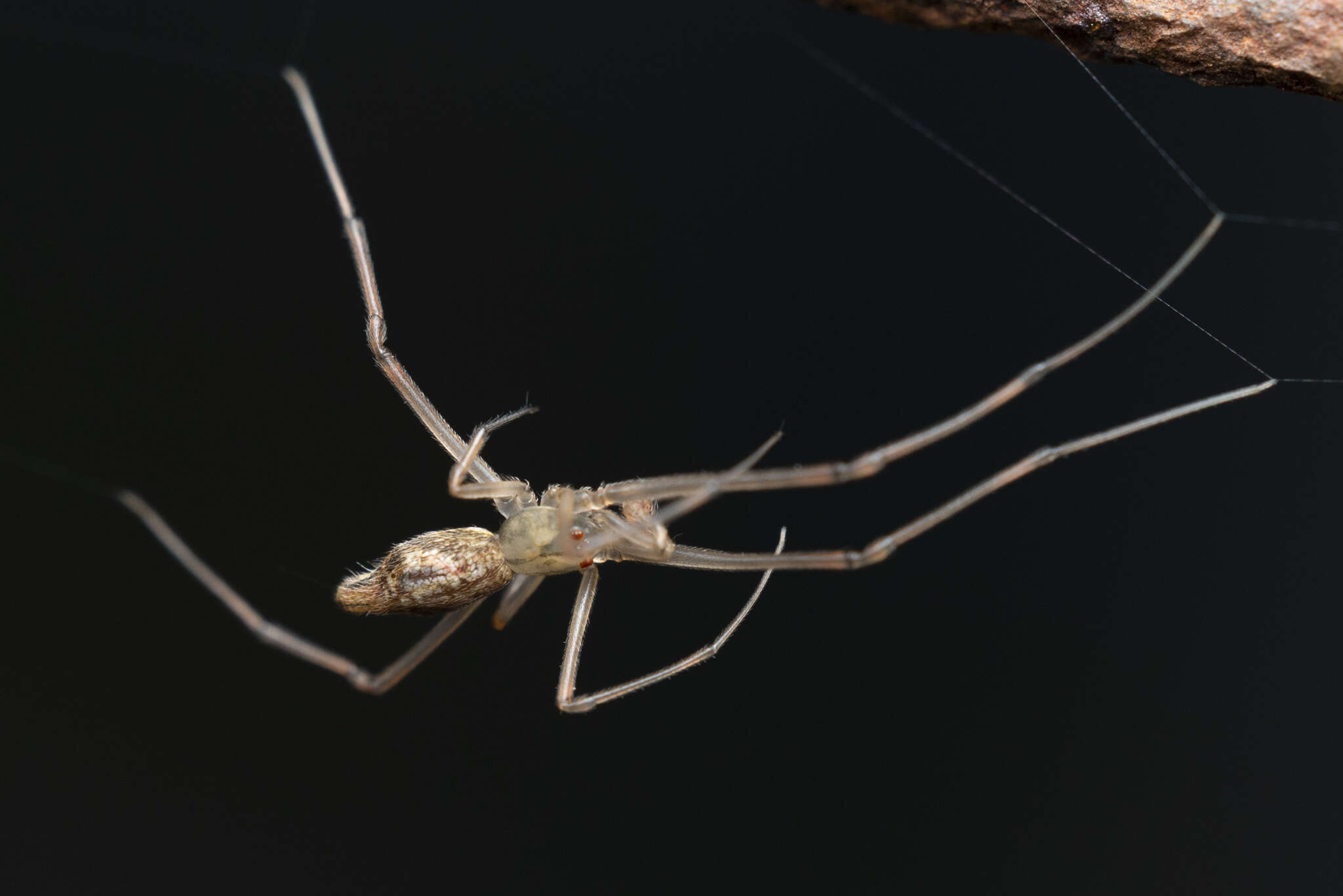 Image of Moneta mirabilis (Bösenberg & Strand 1906)