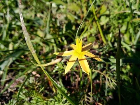 Image of Pauridia serrata subsp. serrata