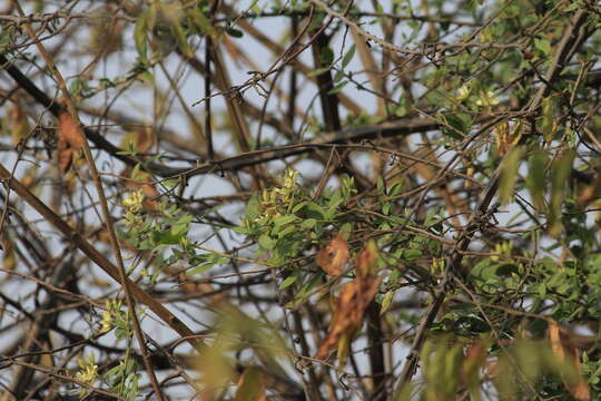 Image of Cadaba fruticosa (L.) Druce