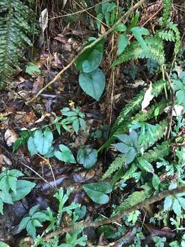 Image of Asarum macranthum Hook. fil.