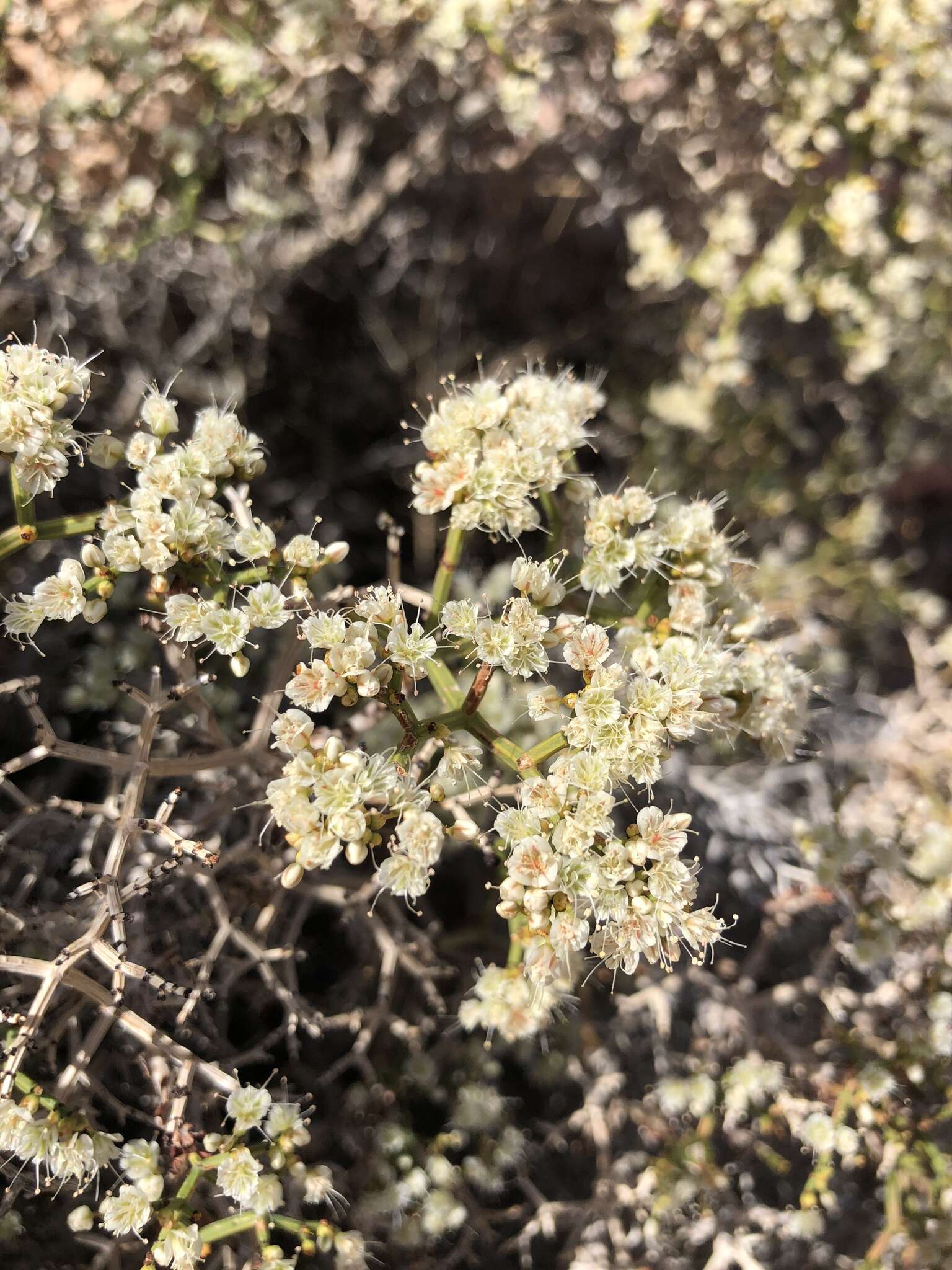 Imagem de Eriogonum heermannii var. sulcatum (S. Wats.) Munz & Reveal