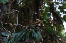 Слика од Miconia latifolia (D. Don) Naud.