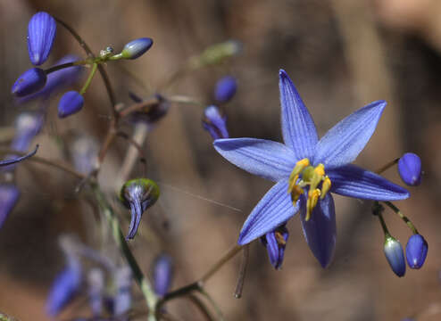 Image of Dianella nervosa R. J. F. Hend.