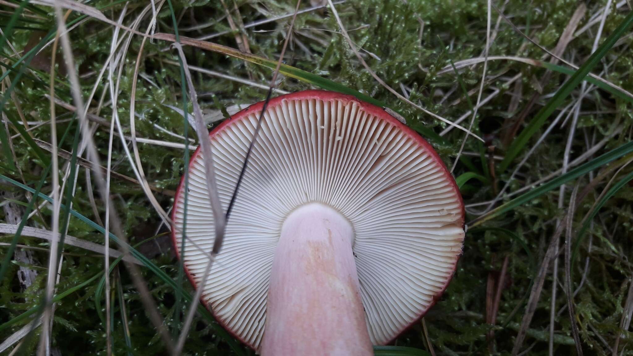 Image of Russula caerulea Fr. 1838