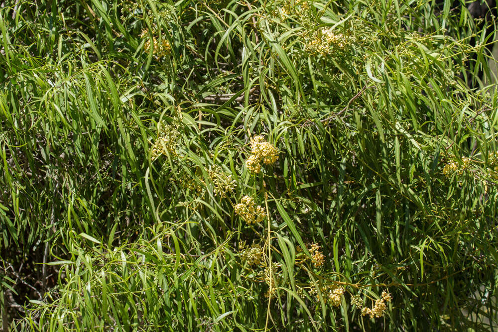 Image of Parsonsia eucalyptophylla F. Müll.