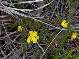 Image of Hibbertia empetrifolia subsp. empetrifolia