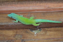 Image of Andaman Day Gecko