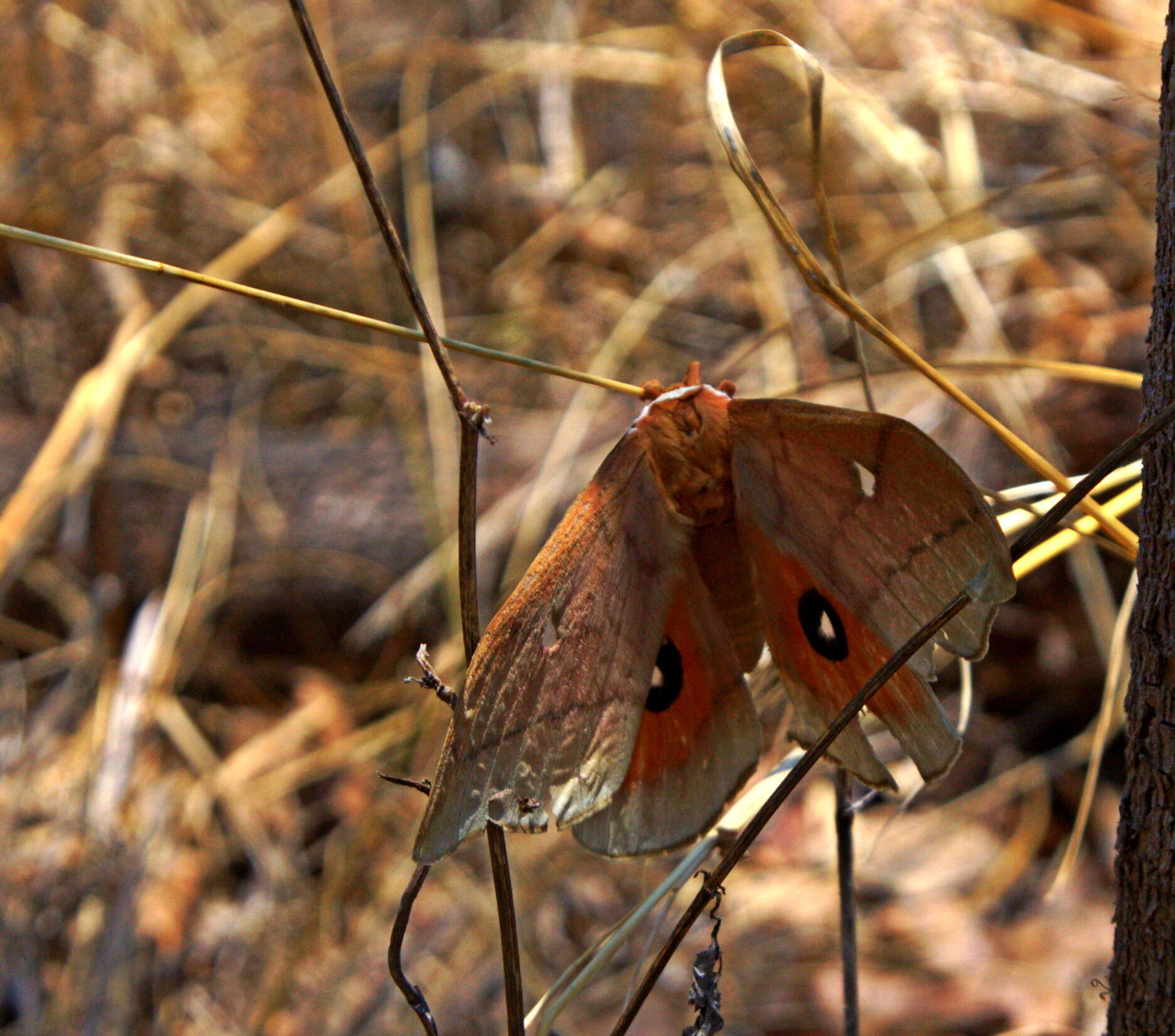 Imagem de Pseudobunaea natalensis (Aurivillius 1893)