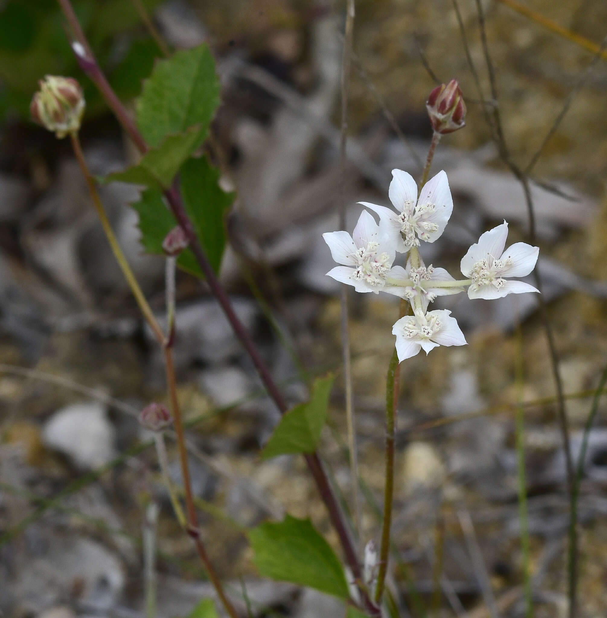 Image of Xanthosia rotundifolia DC.