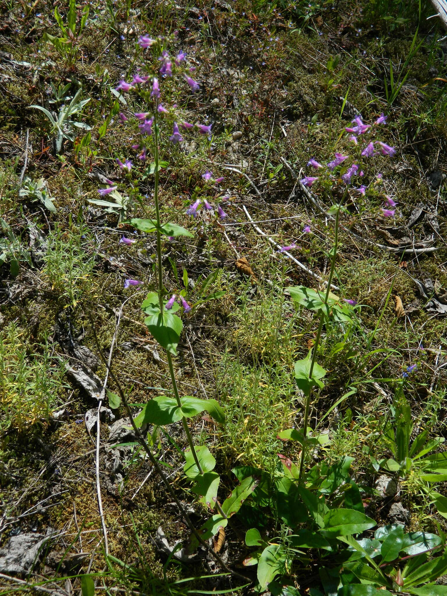 Plancia ëd Penstemon wilcoxii Rydb.