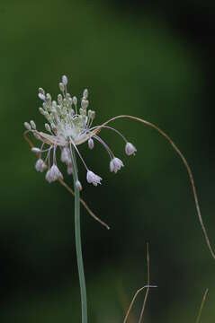 Image of Allium podolicum Blocki ex Racib. & Szafer