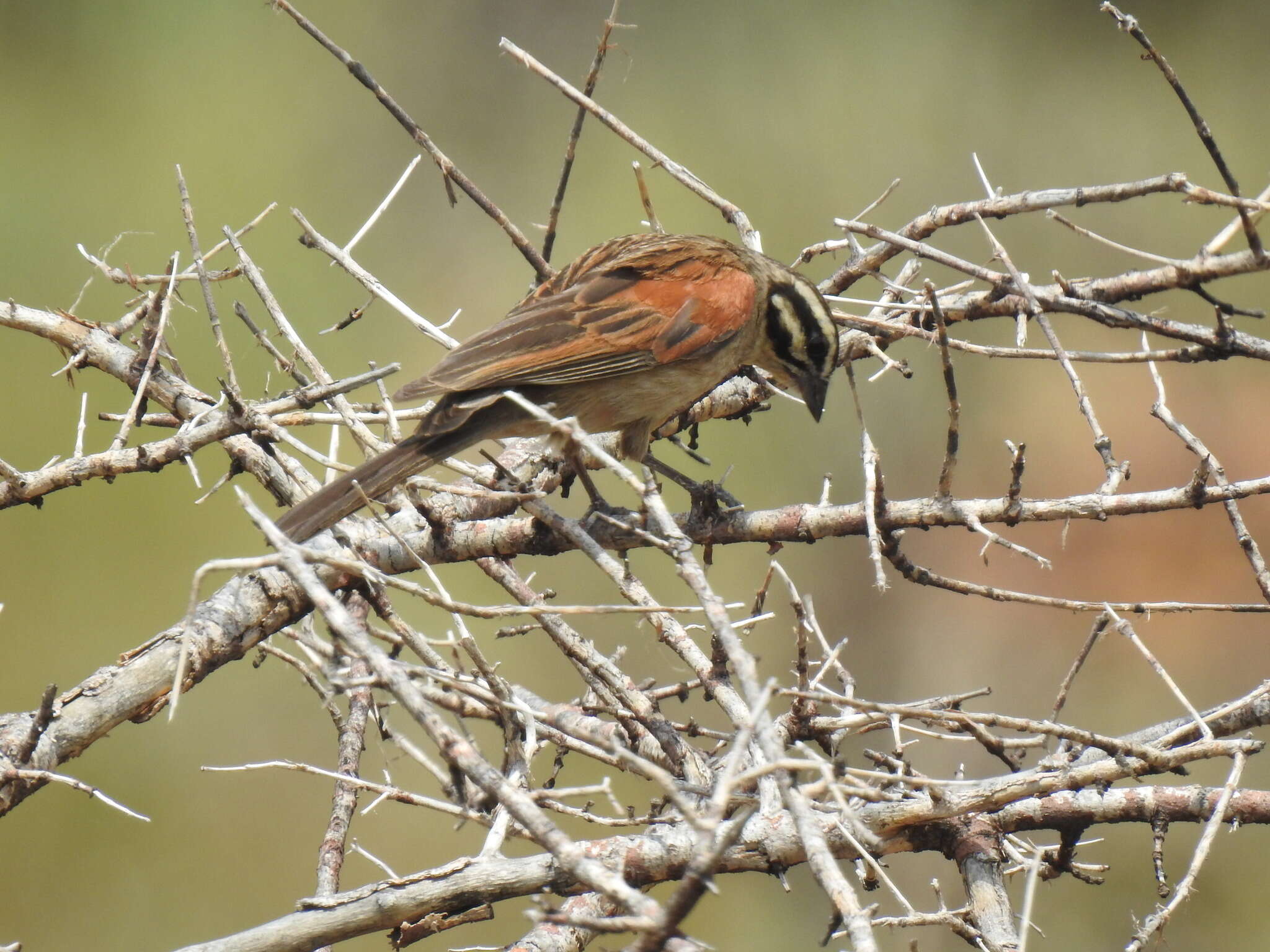 Sivun Emberiza capensis limpopoensis (Roberts 1924) kuva