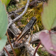 Melanoplus fasciatus (Walker & F. 1870) resmi