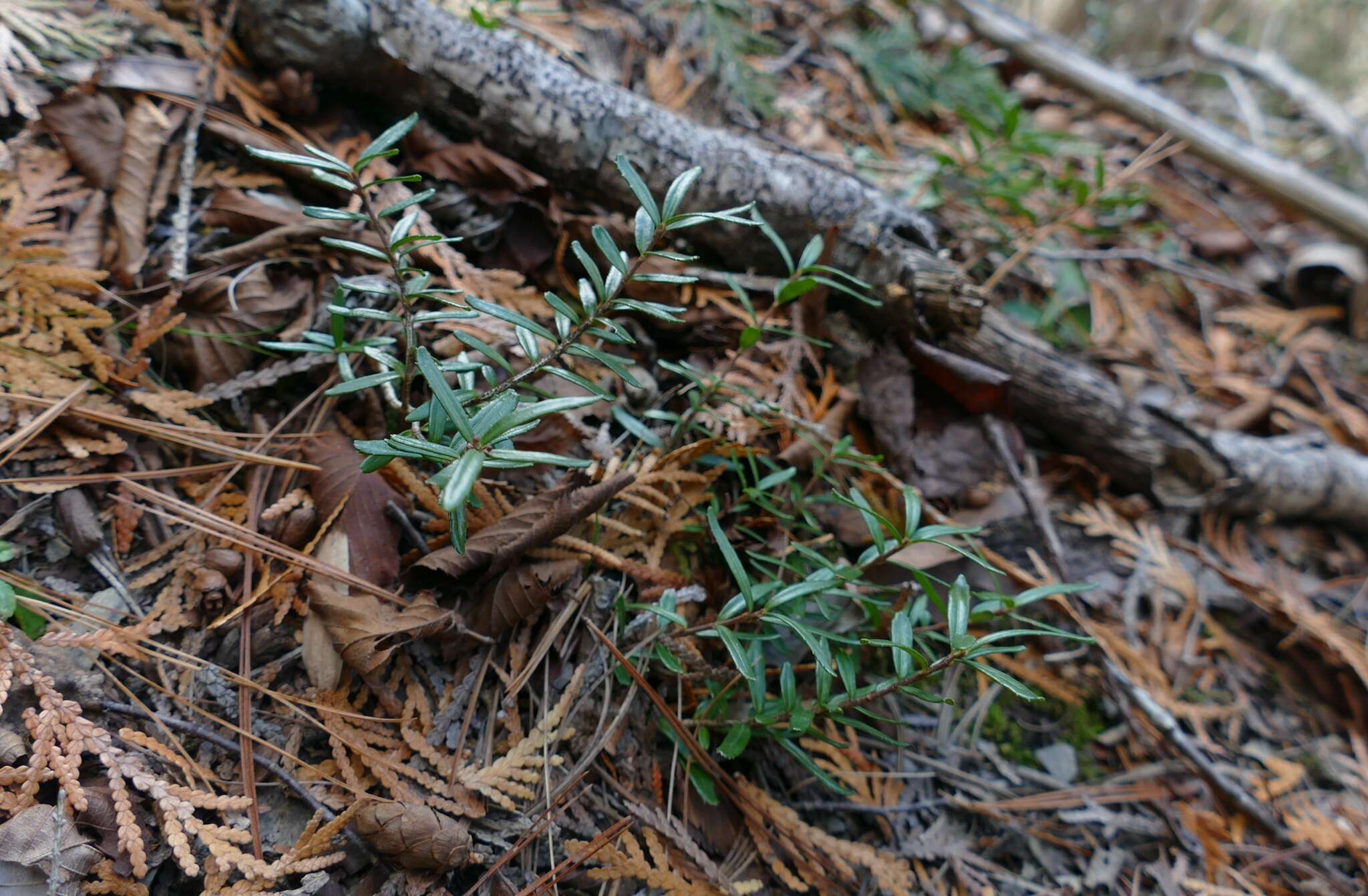 Image of Canby's mountain-lover