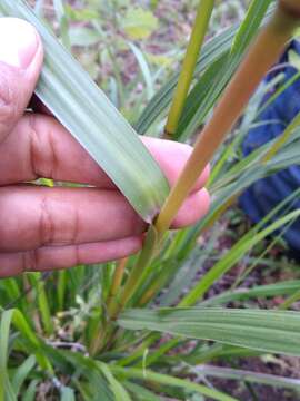 Imagem de Festuca amplissima Rupr. ex Galeotti