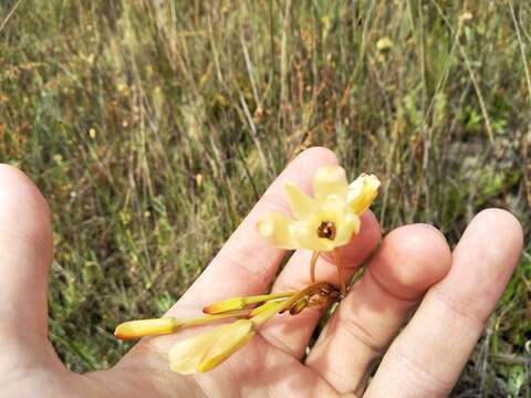 Image of Ixia paniculata D. Delaroche