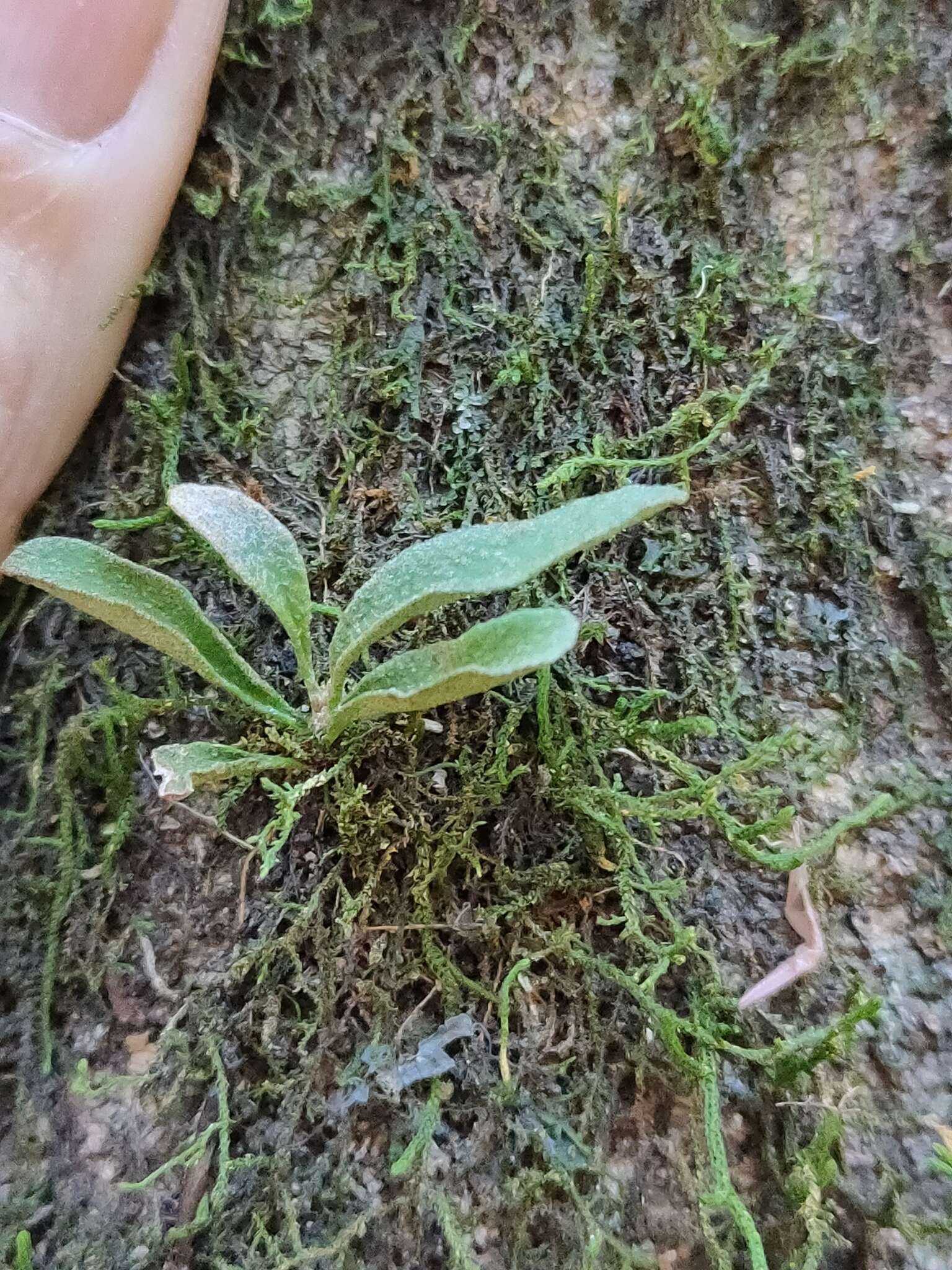 Image of Ventilago pubiflora Francis