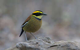 Image of Javan Banded Pitta