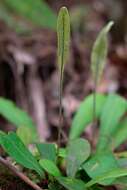 Image of Elaphoglossum glabratum (Mett.) Moore