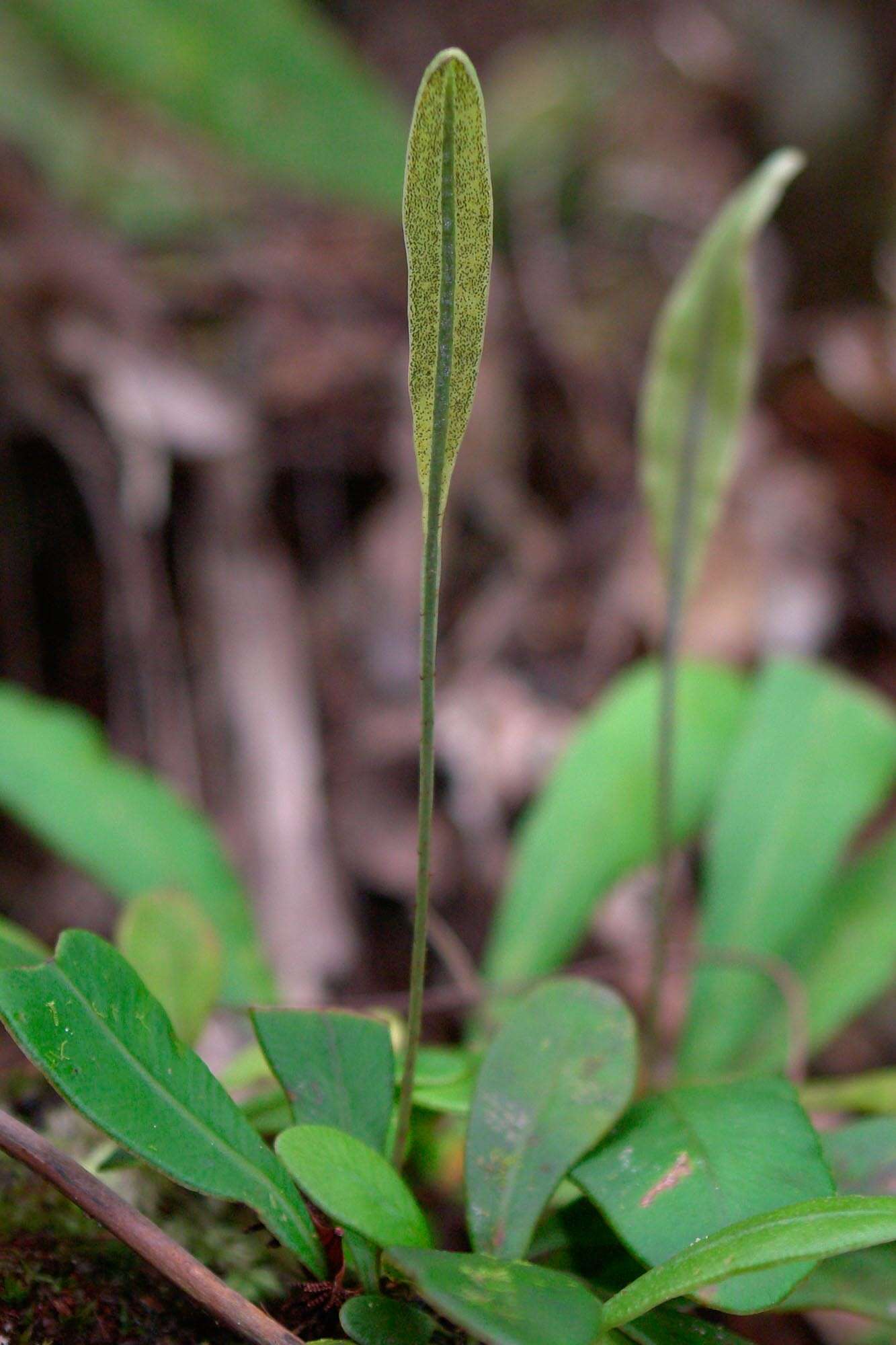 Image of Elaphoglossum glabratum (Mett.) Moore