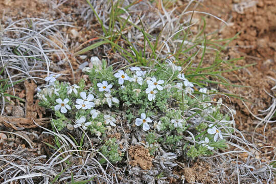 Imagem de Phlox hoodii subsp. muscoides (Nutt.) Wherry