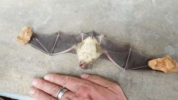 Image of White-bellied House Bat