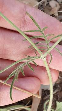 Image of Sixalix atropurpurea subsp. maritima (L.) Greuter & Burdet